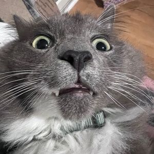 Meet your Posher, Lou